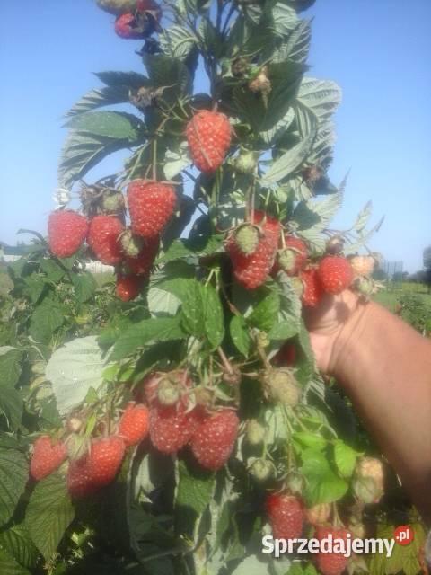 Sprzedam maliny Garwolin sprzedam