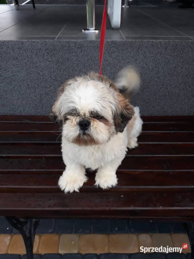 Shih Tzu reproduktor Przysucha