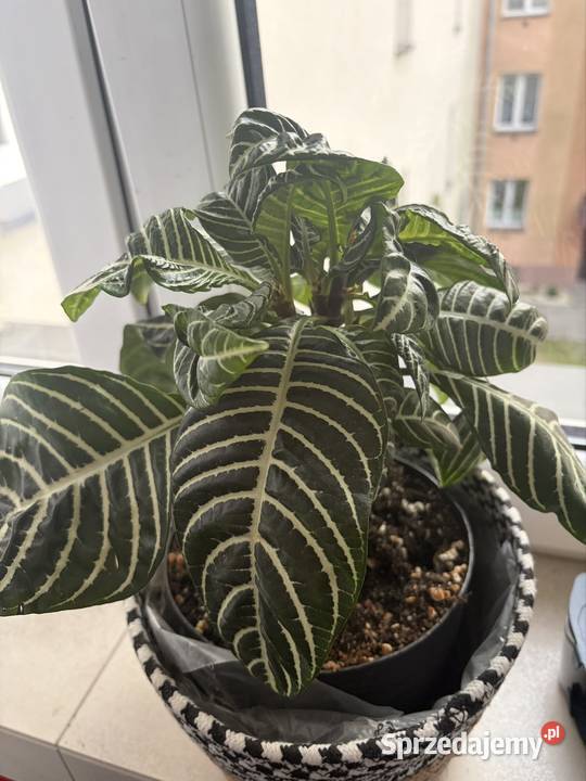 Roślina zebra afelandra kwiat doniczkowy Starachowice