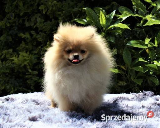 POMERANIAN szpic miniaturowy opolskie Suchy Bór