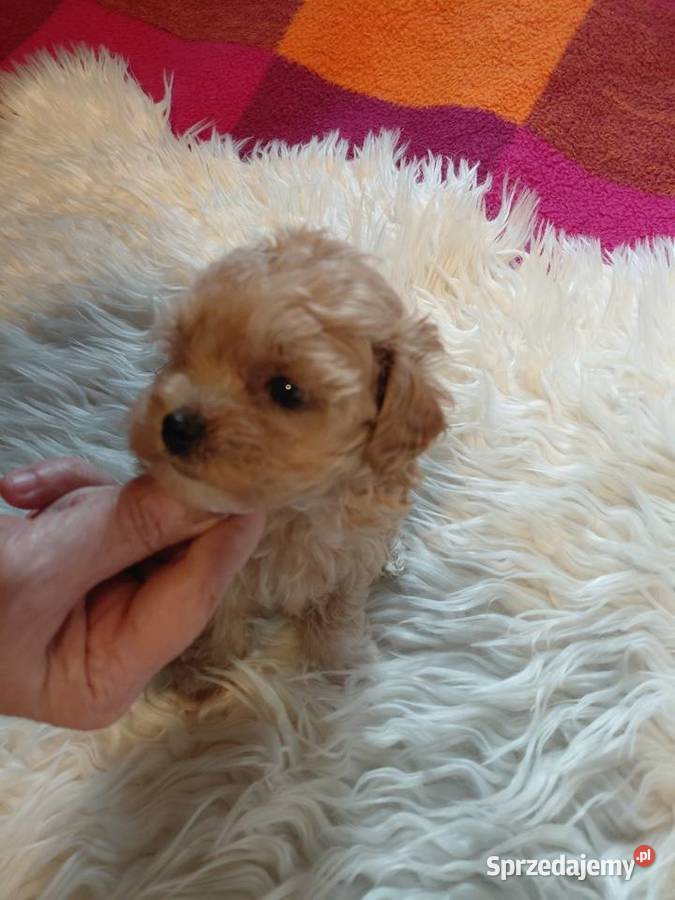 Pudel toy suczka morelowa Wyszków