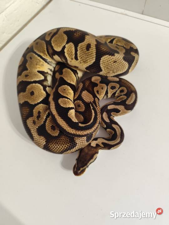 Pytony Królewskie dorosła para Pruszków
