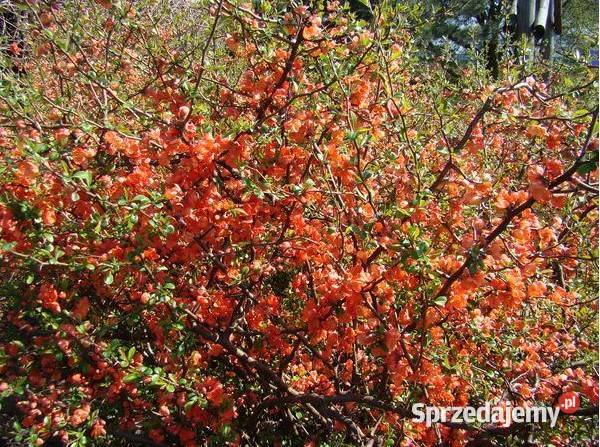 Pigwowiec Chiński i Japoński