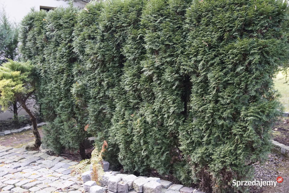 Tuje kilkuletnie Bielsko-Biała