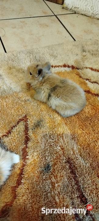 Króliczki miniaturki Mierzowice