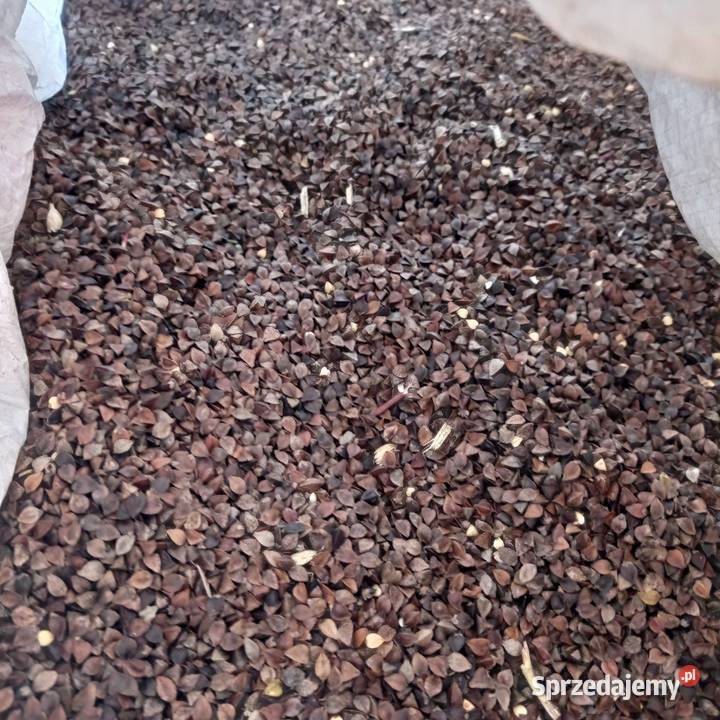 Gryka zbiór 2022 r Czyszczona bez Glifosatu Kamień Pomorski