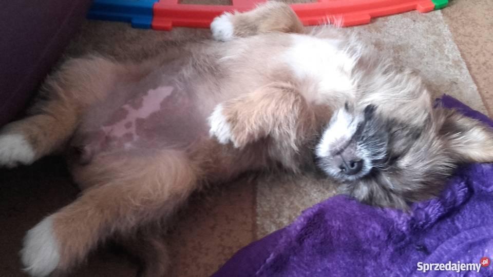 Shih tzu 8 tyg suczka piekna Puławy
