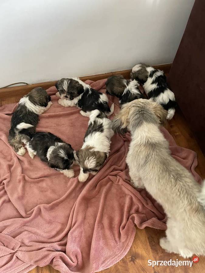 Śliczne szczeniaki Shih Tzu wielkopolskie