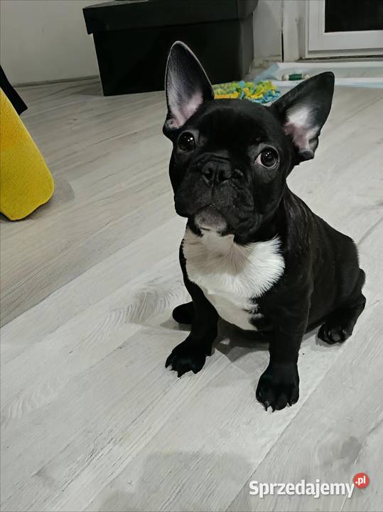 Buldog Francuski Szczenięta łódzkie Moszczenica