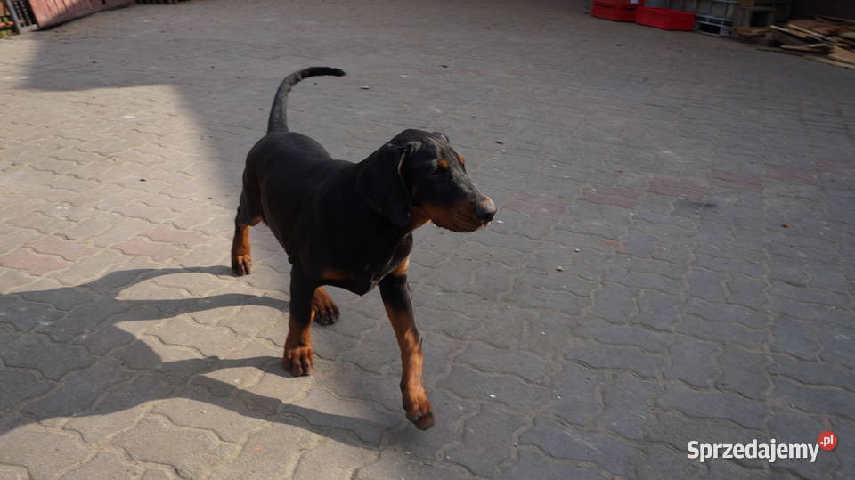 Szczeniaki doberman kujawsko-pomorskie Bydgoszcz sprzedam