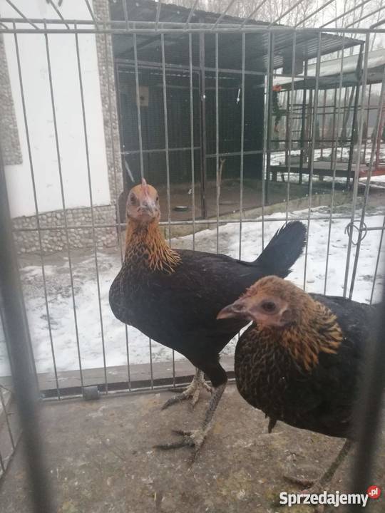 Bojowiec nowoangielski Siedlce