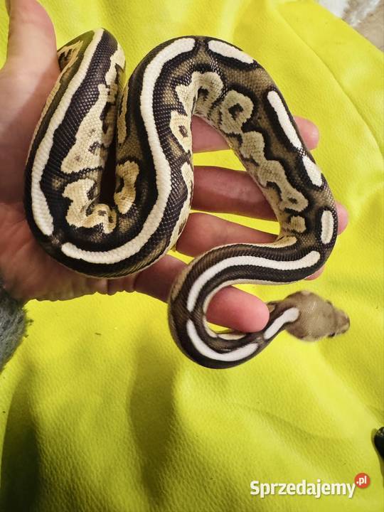 Pyton królewski samiec savannah cinnamon mojave