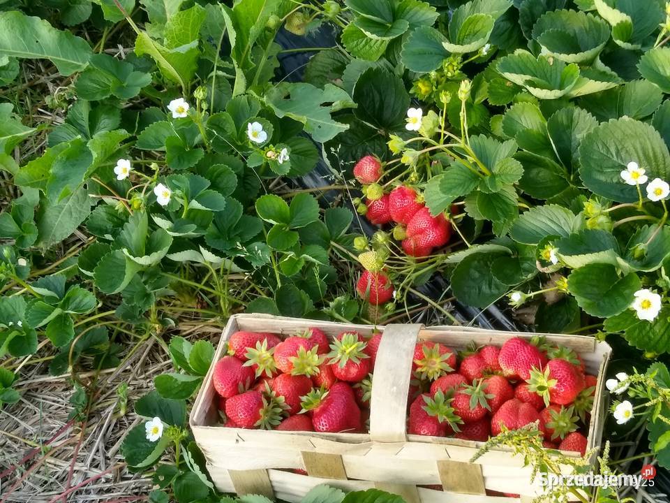 Sadzonki truskawek Truskawki Gigant doniczkowane Wilamowice sprzedam