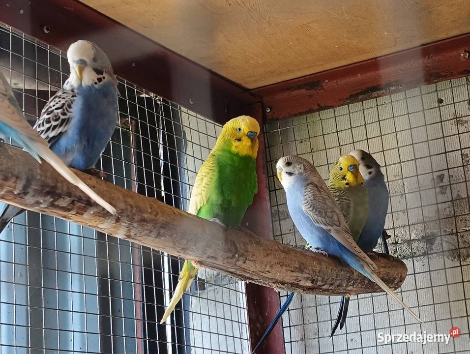 Papugi faliste Zwierzęta wielkopolskie sprzedam