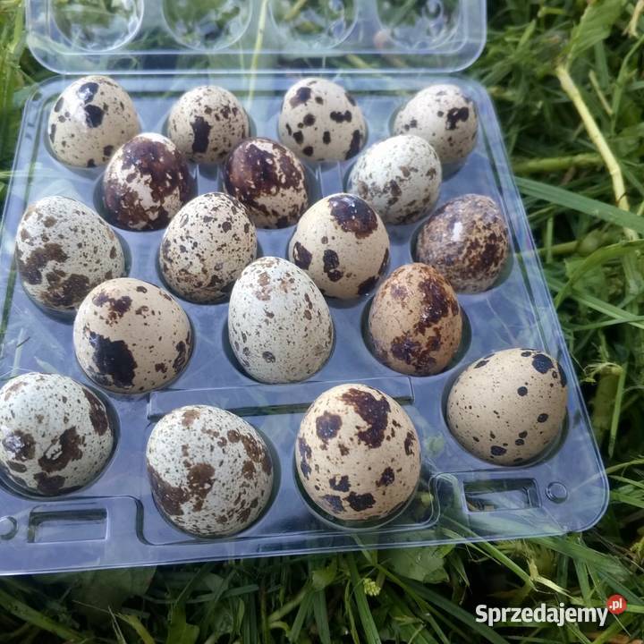 Sprzedam jaja lęgowe przepiórcze MIX Suwałki