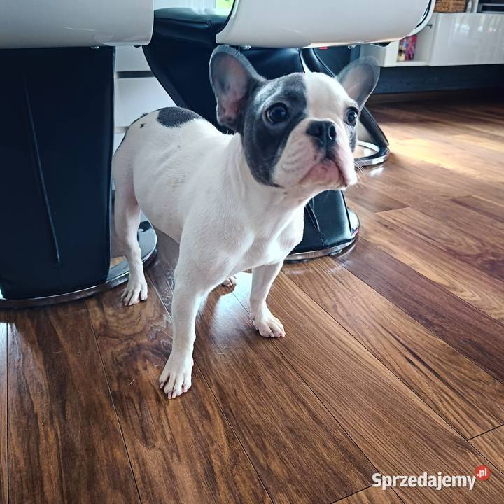 Buldog francuski suczka zachodniopomorskie Szczecinek sprzedam