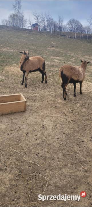 Sprzedam barany Dębica