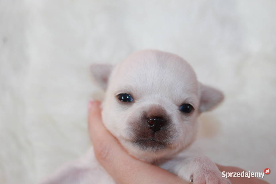 Chihuahua długowłosy chłopiec ZKwP FCI z Psy Świnoujście