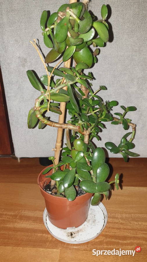Grubosz crassula ovata drzewko szczęścia 3 Warszawa