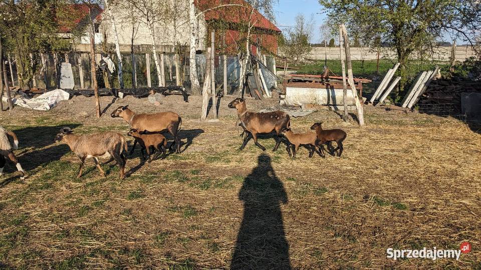 Owce kameruńskie Pińczów