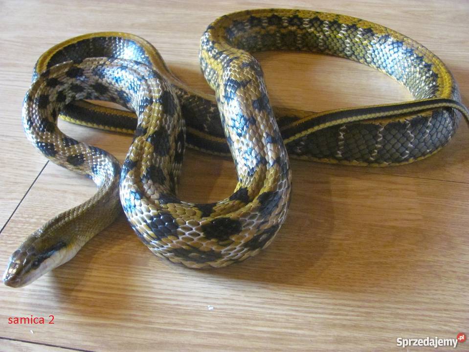 3 węże Chińskie w super stanie Dobra Bielsko-Biała