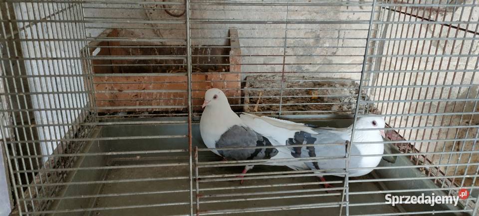 Sprzedam gołębie ozdobne lubelskie Tokarówka