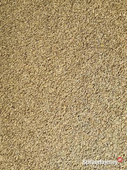 Owies zbiór 2025 Witków