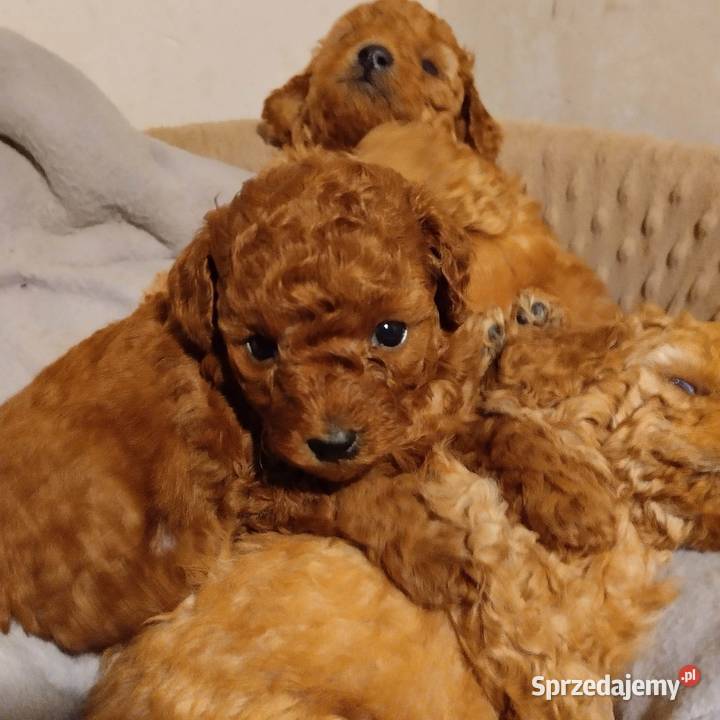 Pudel miniaturowy red rezerwacja Zgierz