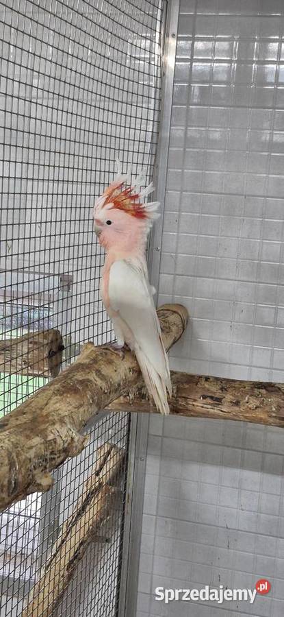 Sprzedam ptaki z 2025 Grodzisk Wielkopolski