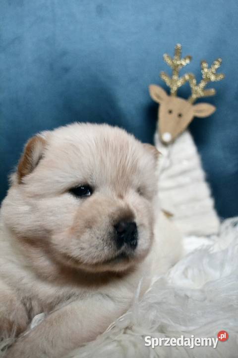 Chow chow FCI ZKwP