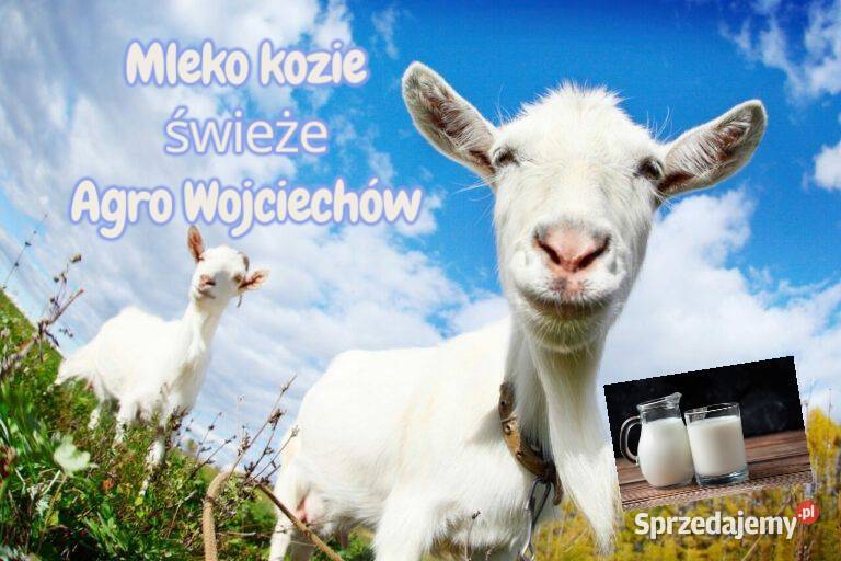 Warzywa sezonowe owoce mleko świeże prosto z dolnośląskie Lubomierz