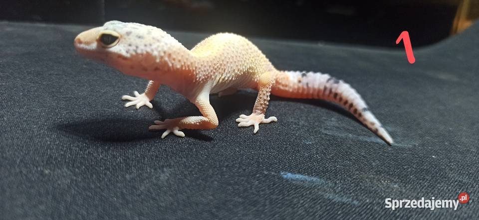 eublefary lamparcie młode Gady i płazy