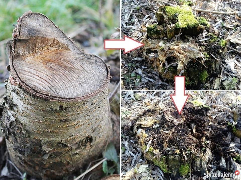 2 x PgPOSZWALD EKO to ekologiczna grzybnia do Opole