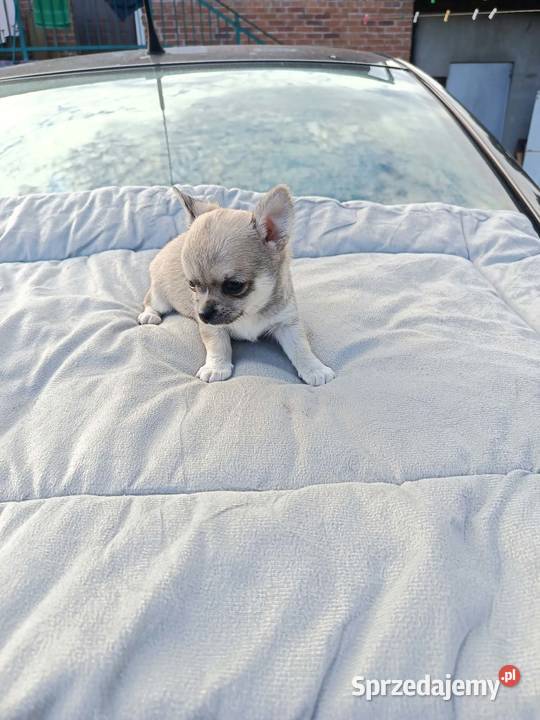 Śliczny piesek chihuahua Warszawy Chihuahua