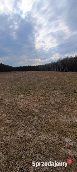 Sprzedam działki rolne o łącznej powierzchni 093 Sprzedaż Nowe Miasto nad Pilicą