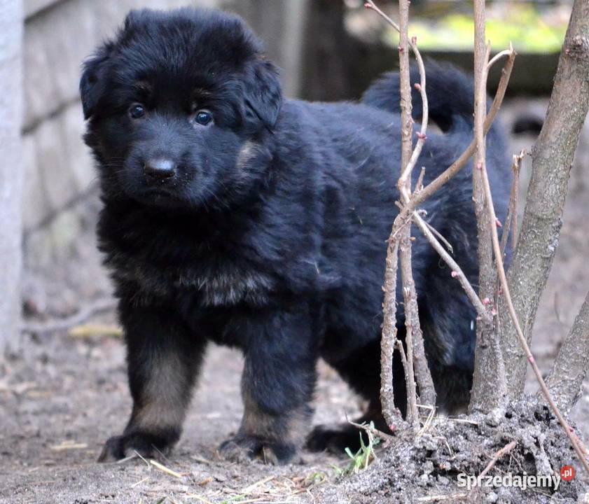 Owczarek niemiecki owczarki niemieckie