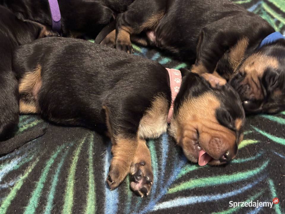 Gończy Polski szczenię