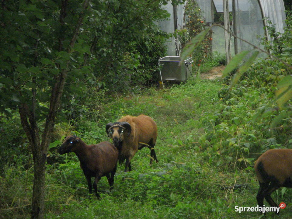 Owce kameruńskie Zawoda