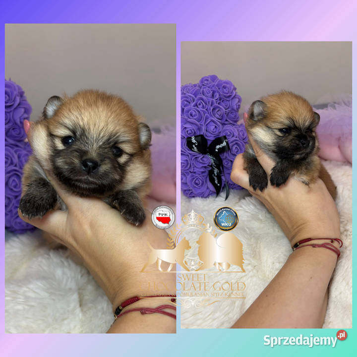 Suczka szpic miniaturowy pomeranian Orange Bełchatów