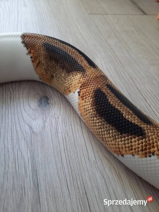 Wąż zbożowy Piebald Samica Opole