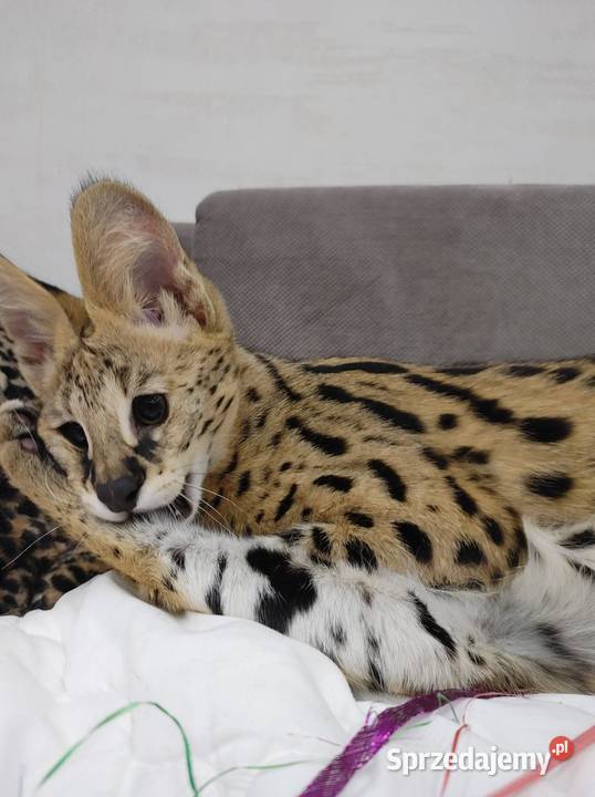 Serwal afrykański serwale leptailurus serval Kraków