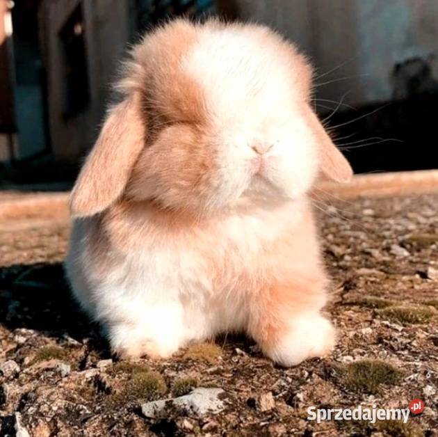 Piękneniebieskookie kroliczki mini lop Poznań