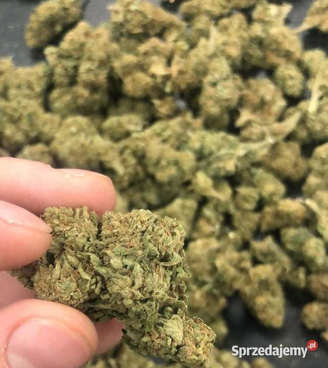 Nasionka konopi włóknistych CBDCBG Vapo Premium Warszawa