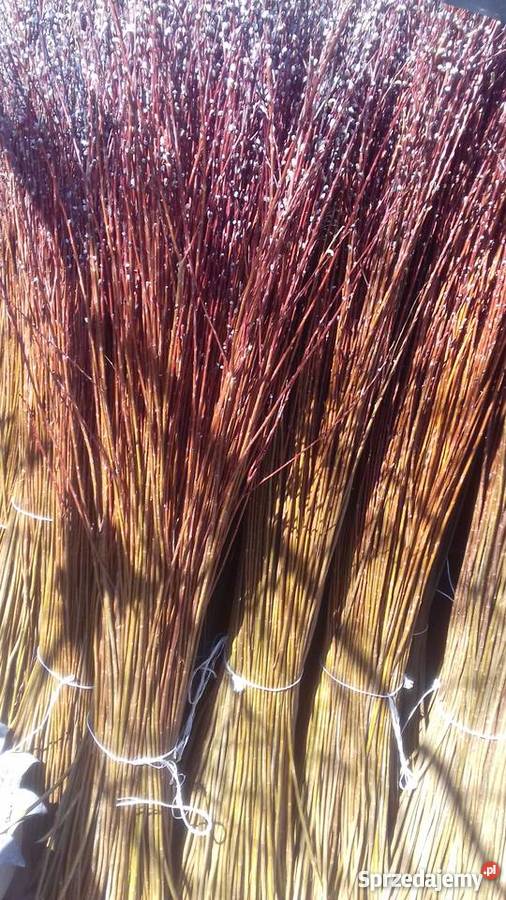 Wiklina Rośliny przemysłowe Sokołów Małopolski