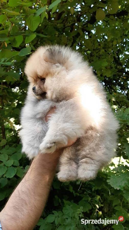 Dziewczynka szpic miniaturowy pomeranian Pabianice