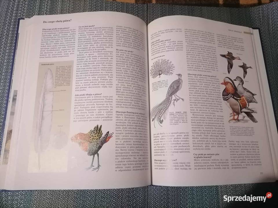 ABC Przyrody Kultura i Rozrywka dolnośląskie Wałbrzych