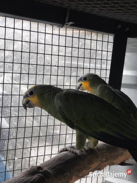 Amazonki modrobrewe kurika para Zwierzęta Olkusz