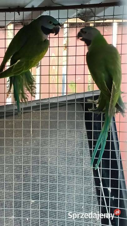 Aleksandrety chinskie śląskie Rybnik