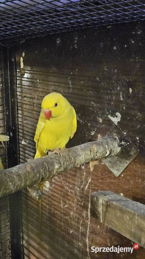 Aleksandretta obrożna lutino Bydgoszcz