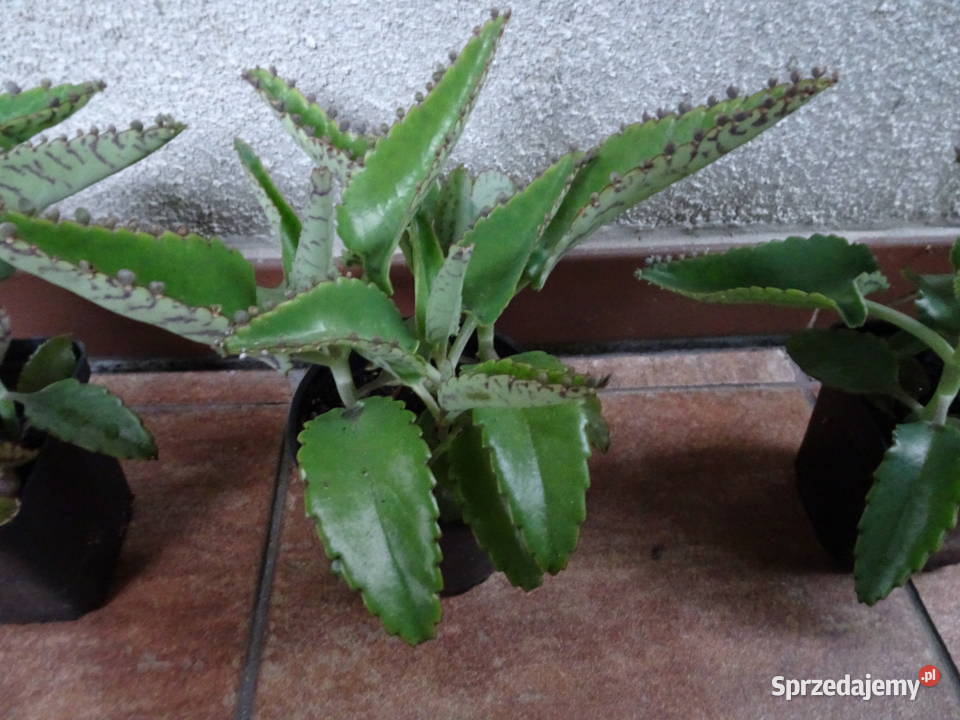 żyworódka pierzasta mazowieckie sprzedam